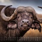 Kalender mit Wochentagen und Zahlen darunter. Ein Büffel mit großen Hörnern blickt direkt nach vorne im Hintergrund.