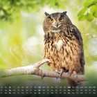 Kalender für den Monat mit Zahlen und Wochentagen unten. Eine Eule sitzt aufmerksam auf einem Ast im grünen Wald.