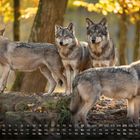 Kalender mit Monatstagen unten, Text "Wolfsrudel" rechts. Vier Wölfe im Wald, Herbstfarben im Hintergrund.