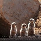 Kalender mit Tagezahlen und Wochentagen. Drei junge Erdmännchen sitzen in der Sonne.