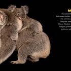 „Koalamütter sind bekannt dafür, ohne Weiteres ein zweites, fremdes Jungtier anzunehmen.“ Zwei Koalajungtiere auf einer Koalamutter.