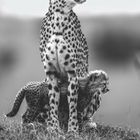 Ein erwachsener Gepard steht majestätisch auf Gras, während ein Junges neugierig darunter hervorschaut.