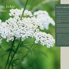 Steckbrief der Echten Schafgarbe: Pflanze in Nahaufnahme, weiße Blüten mit gelben Spitzen, grüner Hintergrund.