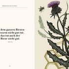 Text: „Was dem ganzen Bienen-schwarm nicht gut tut, das tut auch der Biene nicht gut.“ Illustration: Disteln, Biene.