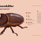 „Nashornkäfer, Oryctes nasicornis“, Illustration eines braunen Käfers mit hornartiger Struktur und Beschreibung seines Lebensraums.