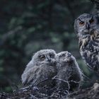 Ein Uhu sitzt neben seinen zwei flauschigen Küken in einem dunklen, bewaldeten Gebiet.
