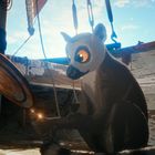 Ein Lemur betrachtet ein leuchtendes Objekt in einem Boot. Der Himmel ist blau mit einigen Wolken.