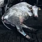 Einige Kühe stehen oder liegen auf einem dunklen, schlammigen Boden; eine der Kühe sitzt unglücklich auf der Seite.