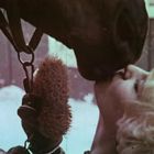 Ein Pferd und eine lächelnde Person berühren mit ihren Lippen einander; eine Bürste wird gehalten.