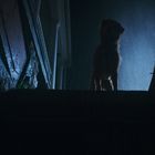 Kein erkennbarer Text vorhanden. Silhouette eines Hundes steht oben auf einer Treppe, beleuchtet von schwachem Licht im Regen.