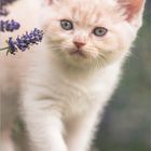 Ein cremefarbiges Kätzchen spaziert auf einer Mauer neben lila Lavendelblüten entlang.