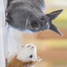 Kaninchen und Meerschweinchen Kopf an Kopf, aufrecht nebeneinander vor verschwommenem Hintergrund.