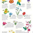 „Die essbaren Blumen des Gartens“, zwölf häufigste essbare Blumen. Namen: Sonnenblume, Ringelblume, Zucchiniblüte, etc. Farbig illustriert.