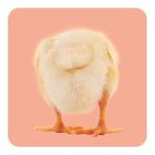 Kein Text vorhanden. Ein flauschiges, gelbes Küken steht mit dem Rücken zur Kamera auf einem rosa Hintergrund.