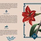 Texte: VITALITÄT, PFLEGE. Illustration einer roten Amaryllis mit Blättern auf beigem Hintergrund, Nummer 21 unten.