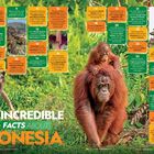 "35 Incredible Facts About Indonesia" in großen Buchstaben. Orang-Utan mit Jungem im grünen Dschungel abgebildet. Zahlreiche Info-Kästchen.