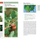 Links: "INSTEAD OF THESE: Rosa rugosa, Buxus sempervirens, Euonymus japonicus."
Rechts: "PLANT THIS: Rhus aromatica."