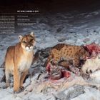 Puma steht im Schnee, ein Puma-Junges frisst von einem Kadaver. Texte beschreiben Pumas als Einzelgänger.
