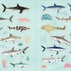 Illustration von verschiedenen Haien und Korallen auf blauem Hintergrund, umgeben von kleinen Fischen.