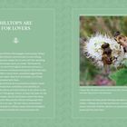 "Hilltops are for Lovers" und "Flower flies, like these common drone flower flies, find mates on hilltops..." Zwei Fliegen auf weißer Blüte.