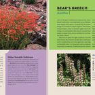 Penstemon pinifolius, orange-red, late spring to early summer. BEAR'S BREECH, Acanthus, Acanthaceae, white, purple, sun, part shade.