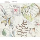 Text: "OCTOBER 15-21, 15-21 OCT" und Beschreibungen von Pflanzen: "Solomon’s seal", "hawthorn", "ostr̅ich fern". Skizzen von Blättern.