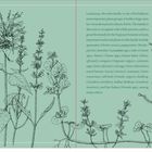 Text beschreibt die Lamiaceae-Familie, betont ihre Bedeutung in Medizin und Küche. Links Zeichnungen von Pflanzen.