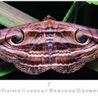 „7“ unten; „CASARES EDITION“ links. Ein Schmetterling mit Augenflecken auf den Flügeln sitzt auf einem grünen Blatt.