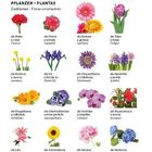 Texte zu Zierblumen: Nelke, Primel, Gerbera, Tulpe, Narzisse, Iris, Chrysantheme, Hyazinthe. Jede Blume ist detailliert bebildert.