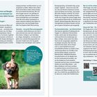 "PUGGLE - Wenn Mops-Charme auf Beagle-Energie trifft. Der Puggle ist eine Kreuzung, bekannt für Anpassungsfähigkeit."