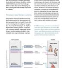 "Sicherheit als Grundprinzip des Nervensystems" steht oben. Zwei Spalten beschreiben Plastizität und Prinzipien des Nervensystems, daneben eine Diagramm-Illustration.