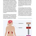 Vereinfachte Darstellung der Cortisol-Bildung: Hypothalamus, Hypophyse, Nebennierenrinde.
