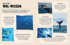 Spannendes Wal-Wissen: Erkunde faszinierende Fakten über Wale und Delfine, einschließlich einzigartiger Merkmale und Gesänge.