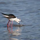 Zwei Vögel mit langen, roten Beinen stehen im Wasser und picken gleichzeitig etwas.