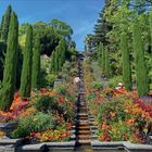 "Die berühmte Blumen-Wassertreppe ist eines der Wahrzeichen der Insel Mainau." Farbenprächtige Blumen und Zypressen.