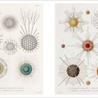 Links: Texte wie „Rhaphidiocercus“ und „Cladococcus“. Rechts: Texte „Acanthometra“. Feine, detaillierte Illustrationen von Radiolarien.