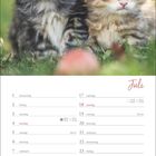 Juli, darunter Kalendarium mit Wochentagen. Zwei Kätzchen sitzen im Gras.