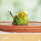 "Jul" und ein Kalender für den Monat. Ein Wellensittich badet in einer flachen, wassergefüllten Schale.