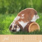 Text: "Jul". Ein Kaninchen sitzt auf einem liegenden Holzstück auf grünem Rasen.