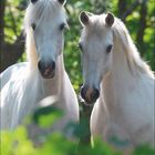 Text: "Juli". Zwei weiße Pferde stehen nebeneinander, umgeben von grünem Laub.