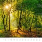 Zitat von Else Galen-Gube über Glück im Walde. Sonnendurchfluteter Wald mit grünen Bäumen; Lichtstrahlen brechen durch die Blätter.