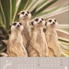 Text: "Jul" und Kalendertage für Juli. Vier aufrecht stehende Erdmännchen im Vordergrund, Pflanzen im Hintergrund.