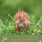Text: "Jul" und Kalendertage. Ein rotes Eichhörnchen sitzt in grünem Gras mit gelben Blüten.