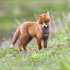 Text: "Juli"; Kalender; Fuchsjunges steht im grünen Gras und blickt freundlich.