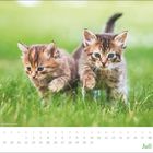 Kalender für Juli mit süßen, spielenden Kätzchen im grünen Gras im Hintergrund.