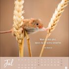„Wenn du alles gibst, kannst du dir nichts vorwerfen.“ Dirk Nowitzki. Juli-Kalender. Eine Maus auf Ähren.