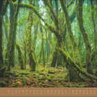 Juli, Kalender mit Moos bedecktem Wald. Dichte, grüne Bäume und Äste in üppiger, bewaldeter Umgebung.