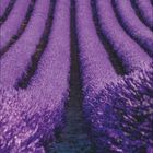 Kalenderseite mit Monat Juli. Lila Lavendelfelder führen zu einem einzelnen Baum vor blauem Himmel.