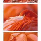 Kalender für Juli 2022 mit Bildern in Orangetönen: Korallen, ein Flamingo und eine Blume.