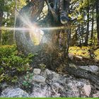 Kalenderblatt mit Zahlen 1 bis 31, grünem Hintergrund, Sonnenlicht durch ein gebogenes Baumloch im Wald.